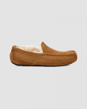 Pantuflas UGG Ascot Hombre Marrones | COK8667O