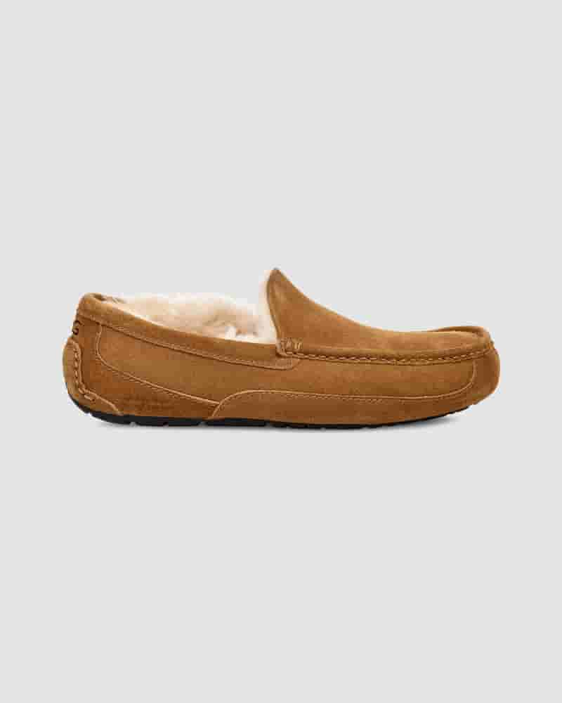 Pantuflas UGG Ascot Hombre Marrones | COK8667O