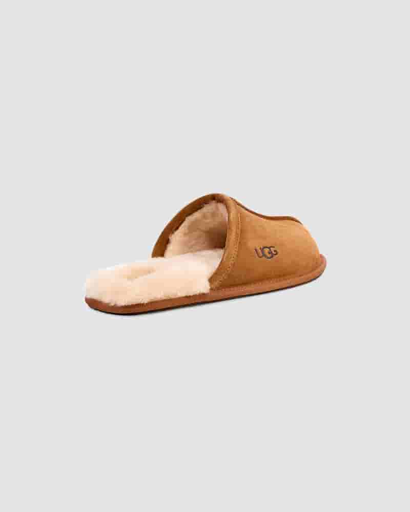 Pantuflas UGG Scuff Hombre Marrones | COJ8668P