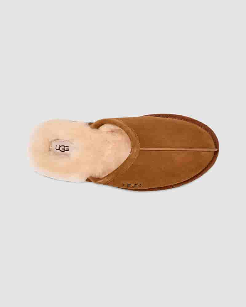 Pantuflas UGG Scuff Hombre Marrones | COJ8668P